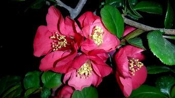 红海棠,绽放的红色传奇